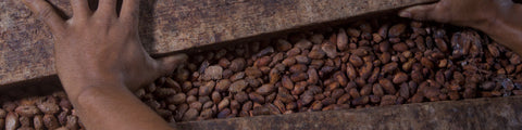 Turning fermenting cacao beans at CONACADO co-op in the Dominican Republic