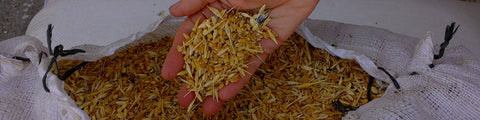 Freshly harvested wheat from PARC in the West Bank