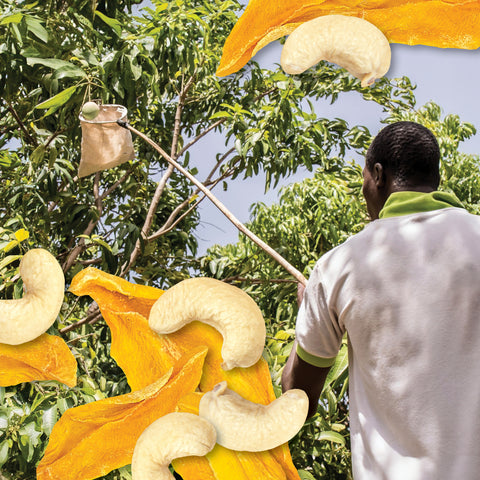 Burkina Faso farmer using pole with net to harvest mangoes high in the tree with collage of dried mangoes and cashews placed over image