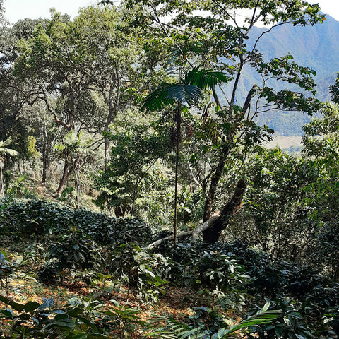 Tropical forest with coffee plants and mountains in the background