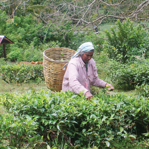 Tea farmer from the Small Organic Farmers' Association in Sri Lanka collecting tea leaves in a basket on her back