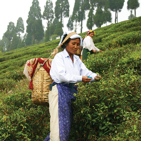 Sanu Chhetri picks tea leaves along a sloped hillside in Darjeeling, India