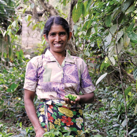 SOFA tea farmer holding a handful of tea leaves surrounded by various crops and plants