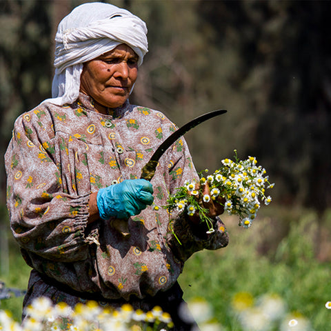 SEKEM farmer harvesting chamomile flowers with a blade on an Egyptian farm