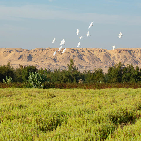 Flourishing hibiscus plants growing in the Egyptian landscape surrounded by desert 