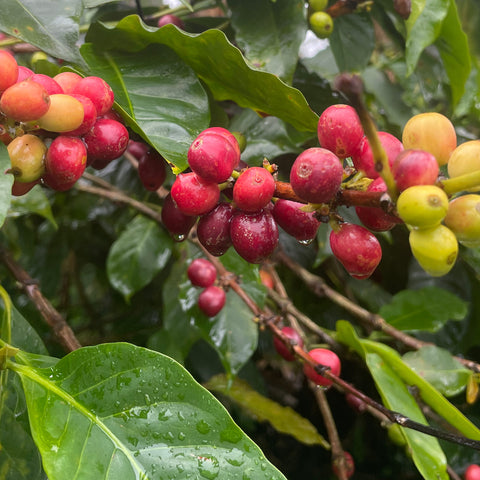 Ripe red coffee cherries on the branch with dew dripping off