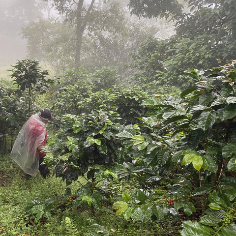 Coffee farmer wearing a poncho walking between coffee plants and tall trees wet with rain
