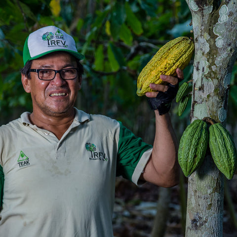 Julio Lopez Davila, member of ACOPAGRO co-op, stands in front of a cacao tree holding a large yellow pod ready to be harvested