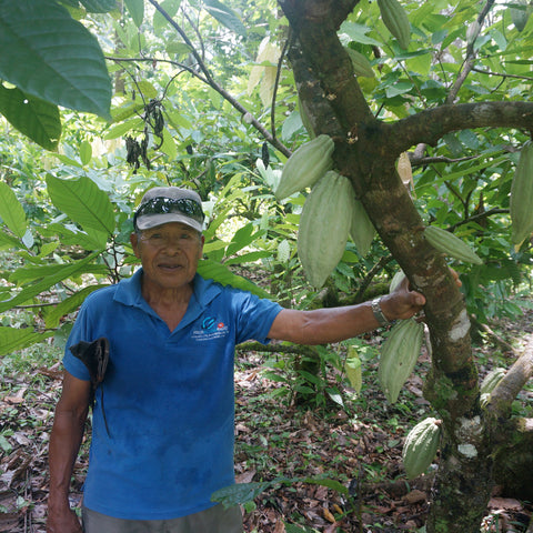 Ernesto Marchena, member of COCABO co-op, standing next to a cacao tree with pods growing out of the trunk