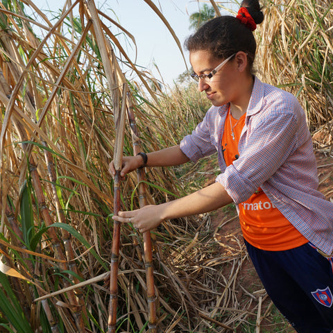 Agronomist for ASOCACE Co-op, Ana de Jesus Mancuello, inspecting sugar cane on her family's farm in Paraguay