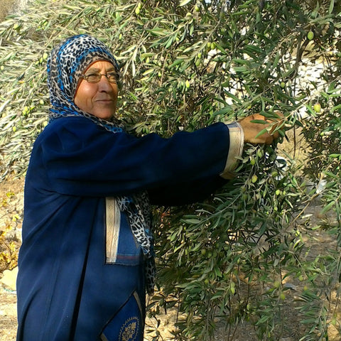 Ruqahia Mohammad Saleem Mos’ef of PARC harvests olives by hand