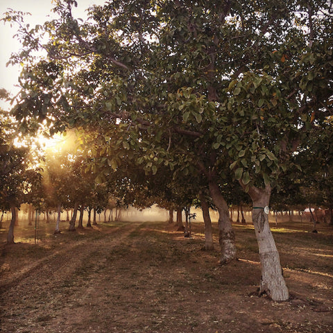 walnut trees at Fillmore Farms