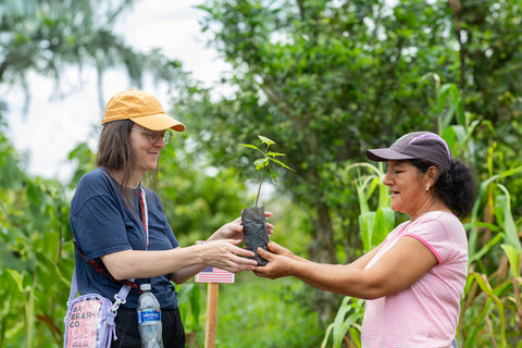 Equal Exchange staff receiving cacao seedling from ACOPAGRO co-op member and cacao farmer on a farm in Peru