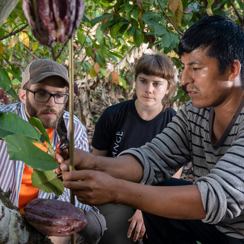 Investing in Our Planet With Organic Cacao Farming