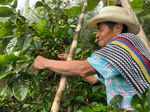 Colombia Series: Snapshot of an Organic Farm