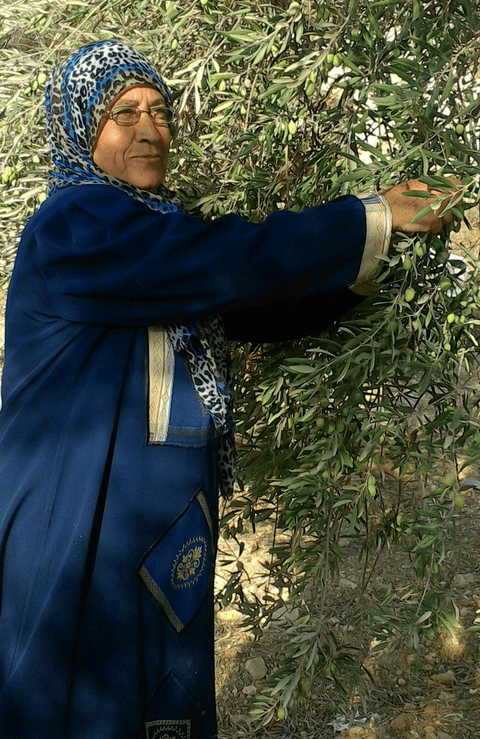  Ruqahia Mohammad Saleem Mos’ef of PARC harvests olives by hand