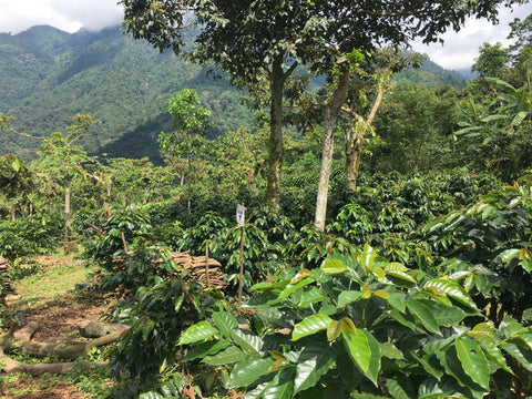 coffee plants intermixed with taller trees and mountains in the background