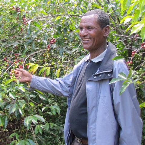 Ethiopian coffee farmer from the Howolso community among his coffee trees