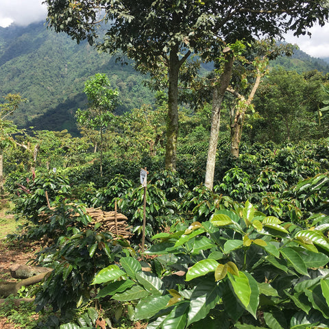Test plot of young coffee trees growing at the base of a mountain