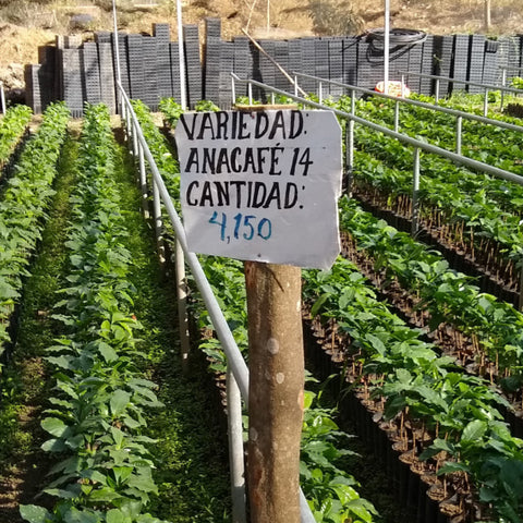 Rows of coffee seedlings growing in a nursery with a sign naming the variety and altitude