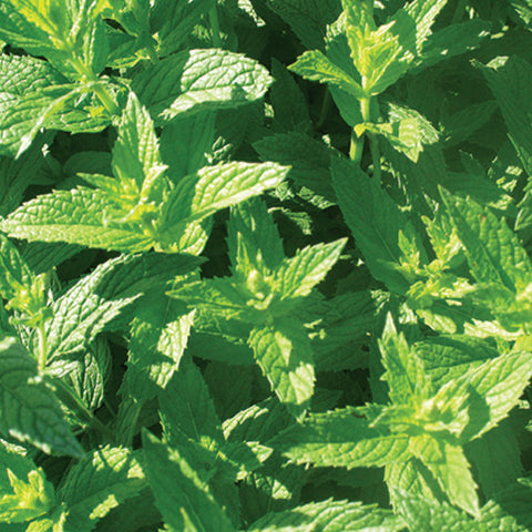 Closeup of the tops of peppermint tea leaves