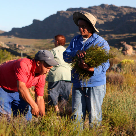 Wupperthal farmers harvesting and collecting bundles of rooibos from bushes with rocky landscape in background