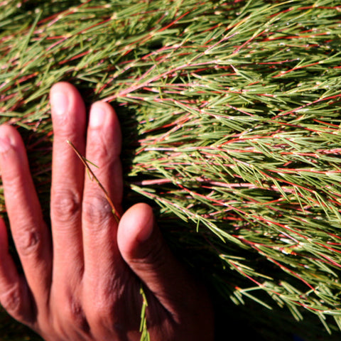Closeup of hand holding bundle of harvested rooibos showing green needles and red stems