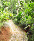 Curving path traveling through lush gardens in Sri Lanka