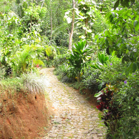 Curving path traveling through lush gardens in Sri Lanka