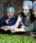 Member of Potong Tea Garden looks at green tea leaves with Equal Exchange staff