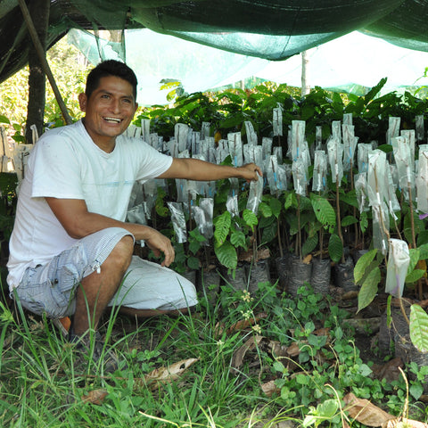 Mardonio Nalvarte Cardenas, member of El Quinacho co-op in Peru kneeling in front of cacao seedlings