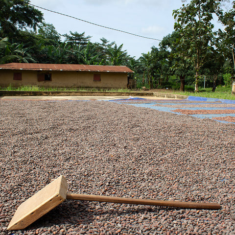 Rake resting on a bed of drying cacao beans spread out in the sun in Togo