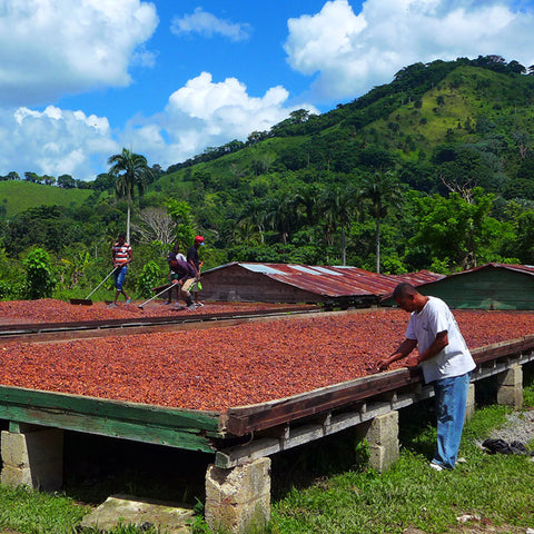 Cacao farmers turning cacao beans as they dry on raised drying beds in the Dominican Republic