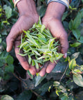 two hands holding freshly plucked tea leaves