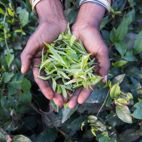 two hands holding freshly plucked tea leaves