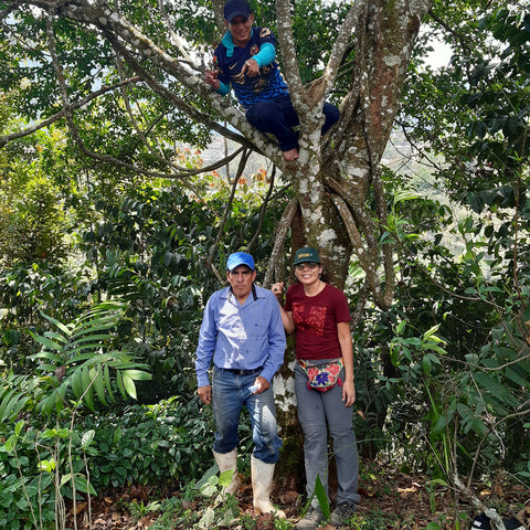 CESMACH partner Don Neftali's coffee plot in Nueva Colombia, Sierra Madre de Chiapas