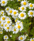 Closeup of chamomile flowers with white petals and yellow centers