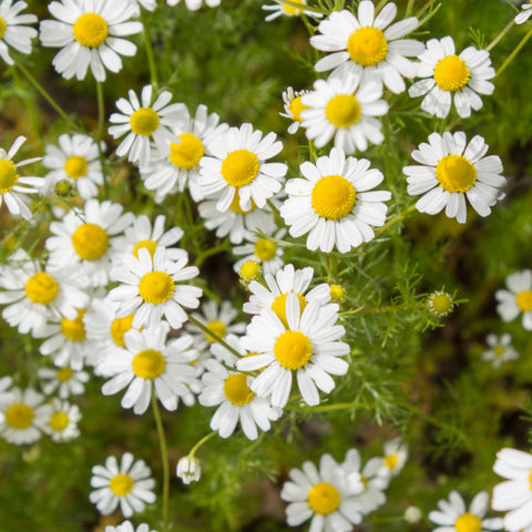 Closeup of chamomile flowers with white petals and yellow centers