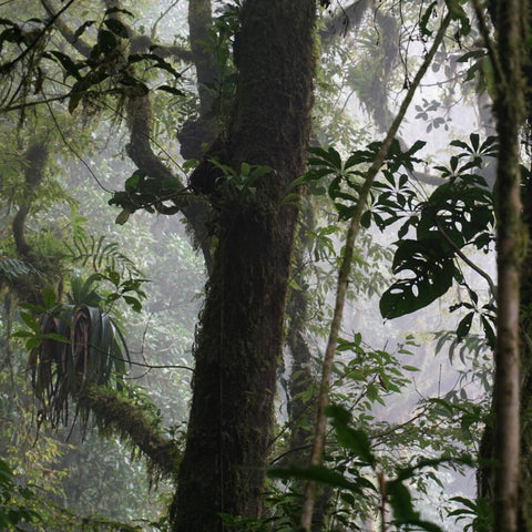 El Triunfo cloud forest