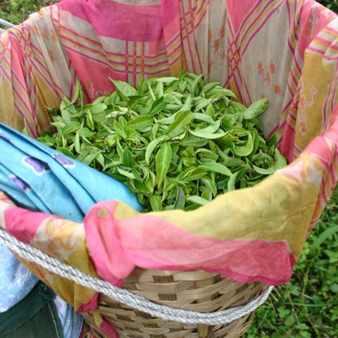 close up of freshly plucked tea leaves in a basket with a pink and yellow protective cloth