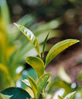 Closeup of green tea leaves