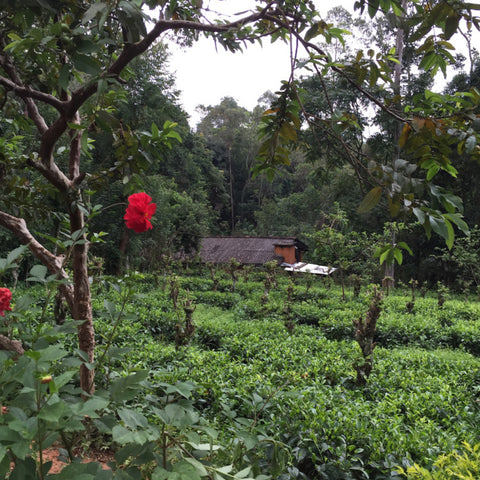 Small tea garden filled with tea plants and various other plants flowers and trees