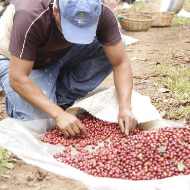 Farmer sorting through a pile of ripe coffee cherries