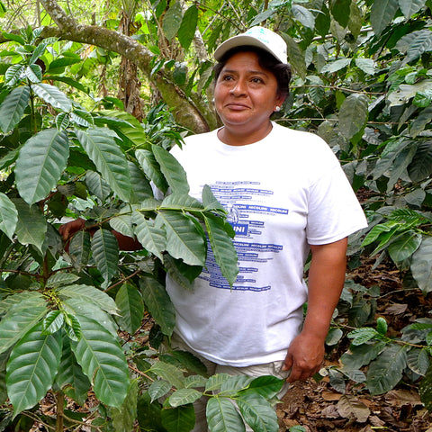 Silvia Meza Castillo, coffee farmer member of Norandino, Peru with her coffee trees