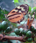Orange and black butterflies standing on branches of green coffee cherries