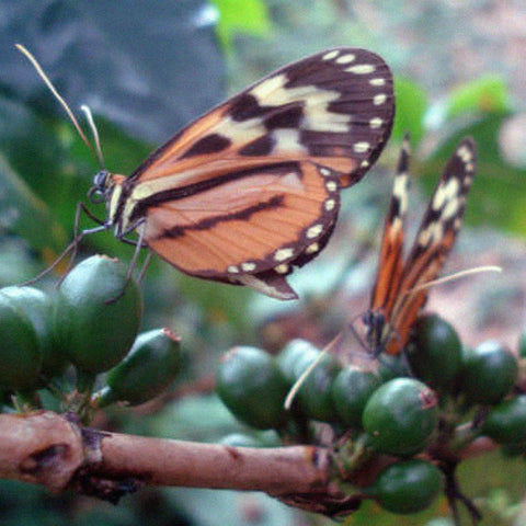 Orange and black butterflies standing on branches of green coffee cherries