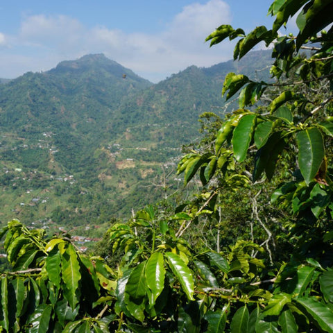 vibrant coffee tree branches with Colombian mountains behind