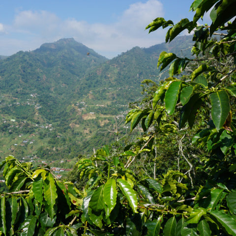vibrant coffee tree branches with Colombian mountains behind