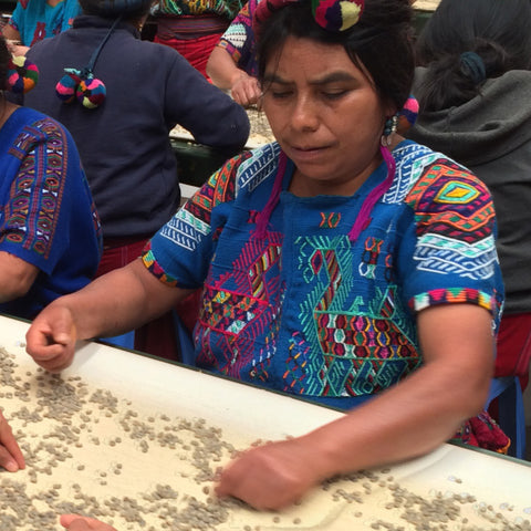 Woman in traditional Guatemalan dress sorting coffee beans on a conveyor belt