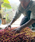 Farmer member of Manos Campesinas in Guatemala sorting red and yellow coffee cherries on a patio